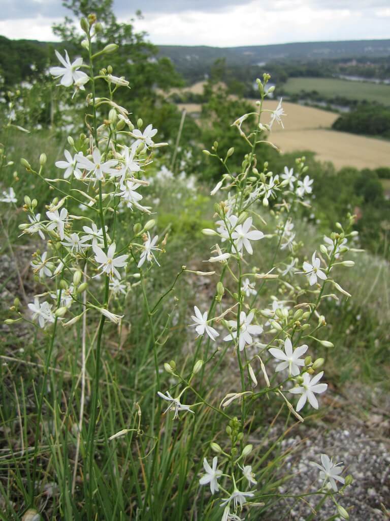 Венечник ветвистый